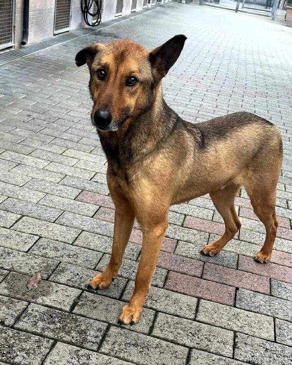 ULISSE LUPETTO Foto 2